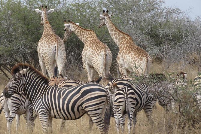 Marloth Park Small-Group Full-Day Kruger Safari  - Mpumalanga - Itinerary Details