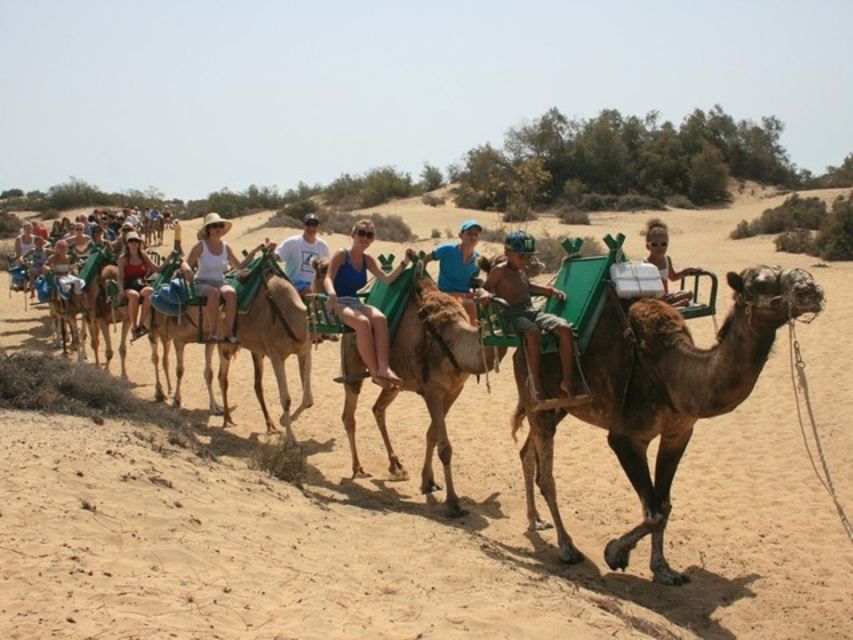 Maspalomas: Guided Camel Ride in the Maspalomas Sand Dunes - Customer Reviews