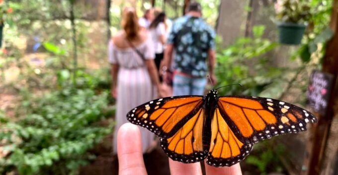 Maui: Interactive Butterfly Farm Entrance Ticket - Interactive Nature Experience