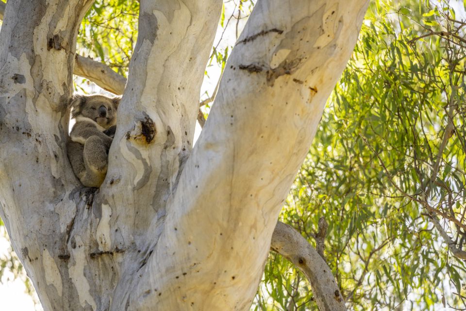 McLaren Vale: Private Gemtree Wines Biodynamic Winery Tour - Pricing Information