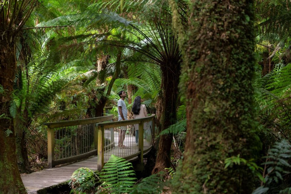 Melbourne: Great Ocean Road & Rainforest Trip - Itinerary