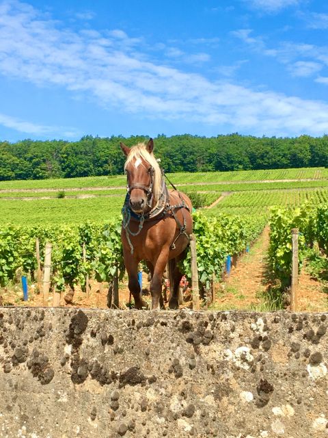 Meursault - Vineyard and Wine Experience - 3h - Detailed Experience