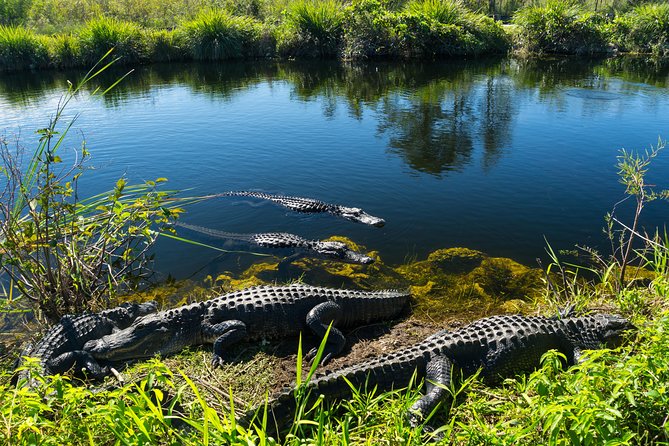 Miami Super Saver: Everglades Airboat Adventure and Miami City Tour - Logistics and Operations