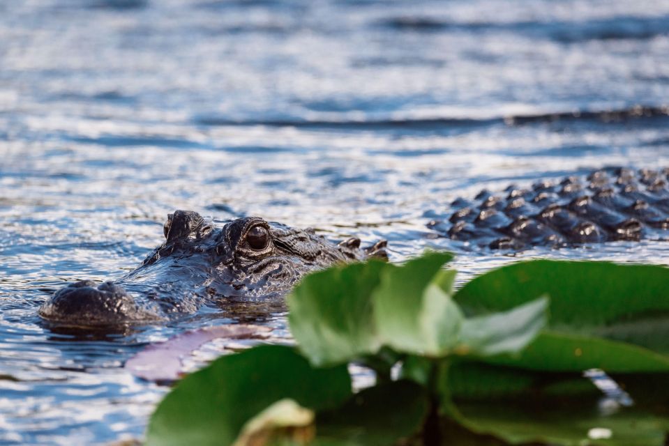 Miami: Wild Everglades Airboat Ride and Gator Encounters - Highlights of the Experience