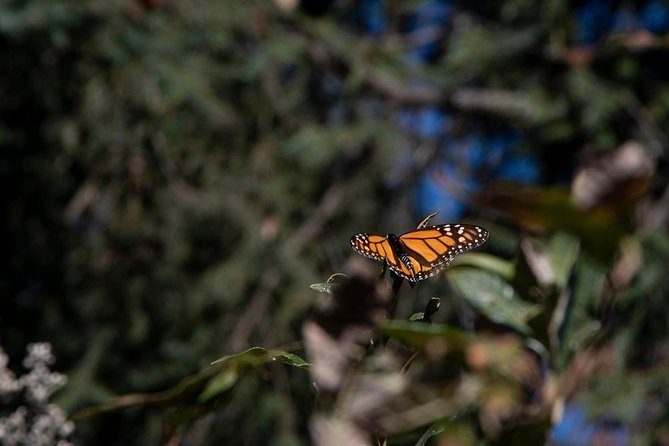 Monarch Butterfly Tour (Departing From Morelia) - Customer Support