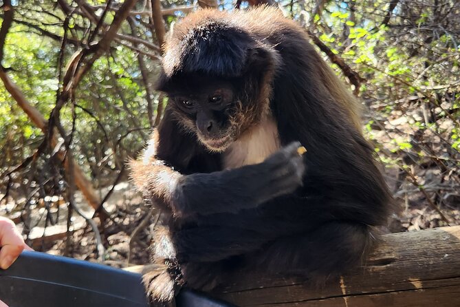 Monkey and Lemur Interaction Wooden Bridge Forest Walk - Encounter With Monkeys and Lemurs