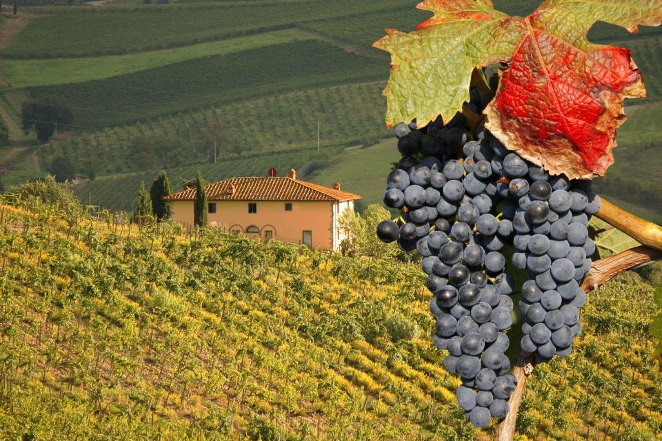 Montalcino Truffle and Wine Tasting Day Tour From Rome - Inclusions
