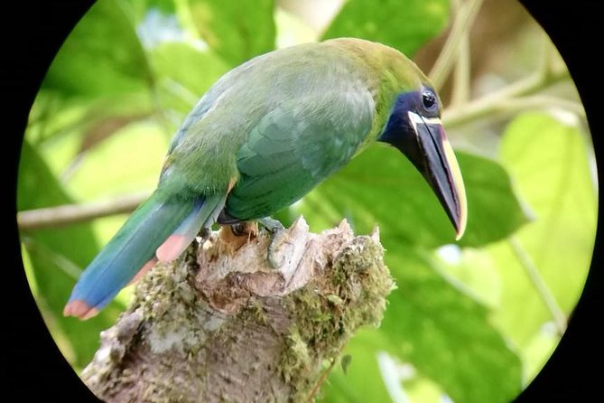 Monteverde Cloud Forest Tour With a Certified Tour Guide - Common questions