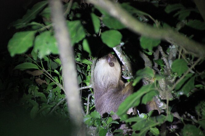 Monteverde Night Walk in a High Biodiversity Forest - Discover Nocturnal Wildlife