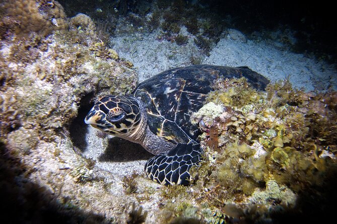 Moonlight Bioluminescence Snorkeling Tour in Cancun - Additional Information