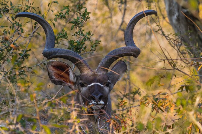 Morning Big 5 Game Safari in Kruger National Park From Hazyview - Meeting Point Details