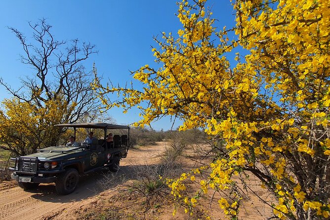 Morning Game Drive Safari Near Hoedspruit - Traveler Requirements and Restrictions