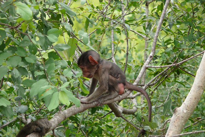 Morning Safari in Kruger National Park From Hazyview (Am Knp) - Educational Insights on Flora and Fauna