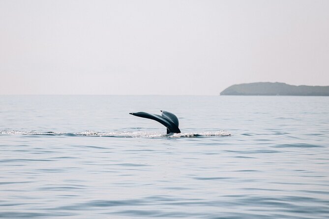 Morning Sail With the Whales Maalaea - Learn About Mauis Local Ecosystem