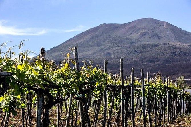 Mount Vesuvio Organic Wine Tasting & Lunch With Transfer From Naples - Authenticity Verification and Customer Support