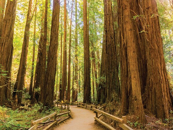 Muir Woods & Sausalito Tour - Tour Highlights