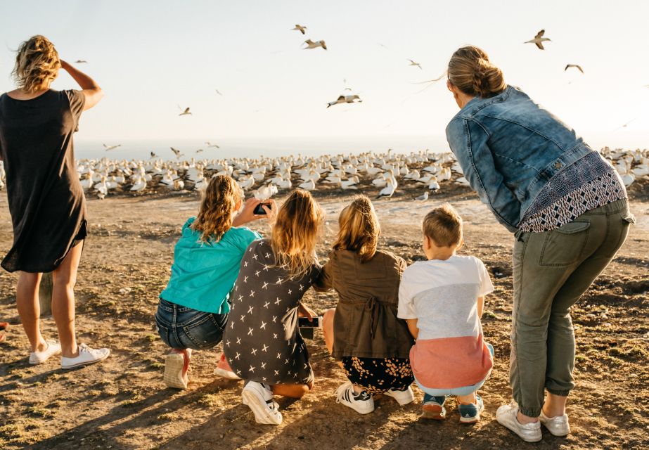 Napier: Cape Kidnappers Gannet, Nature & Sightseeing Tour - Booking Details