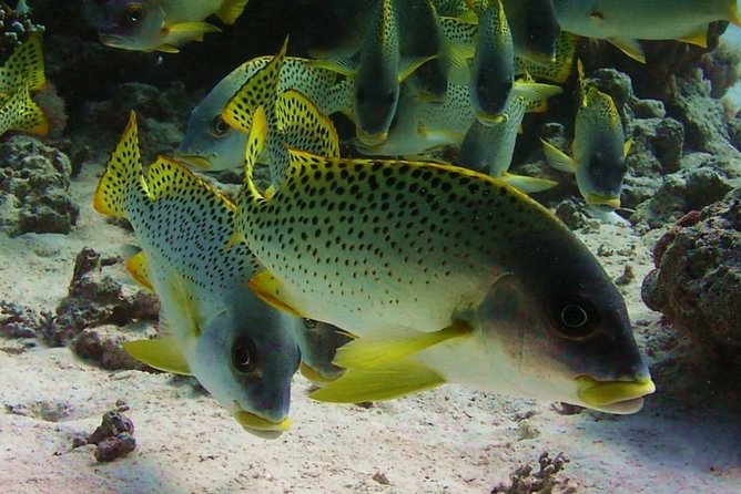 Nefertari Seascope Boat Trip From Marsa Alam - Meeting Point Details