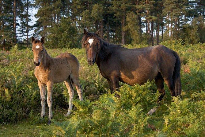 New Forest & Salisbury Day Tour From Southampton - Pickup Information