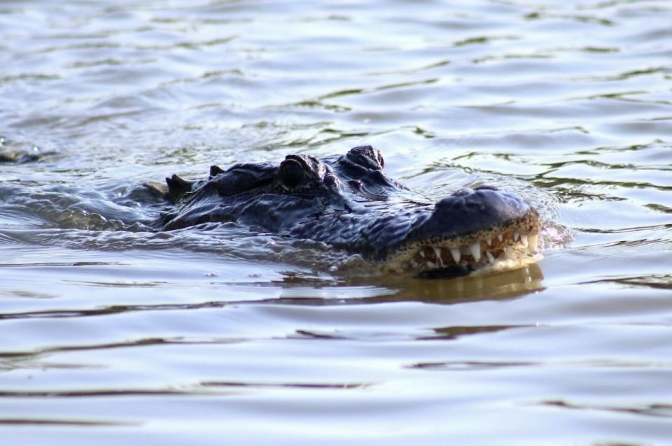 New Orleans: Swamp Tour on Covered Pontoon Boat - Tour Details