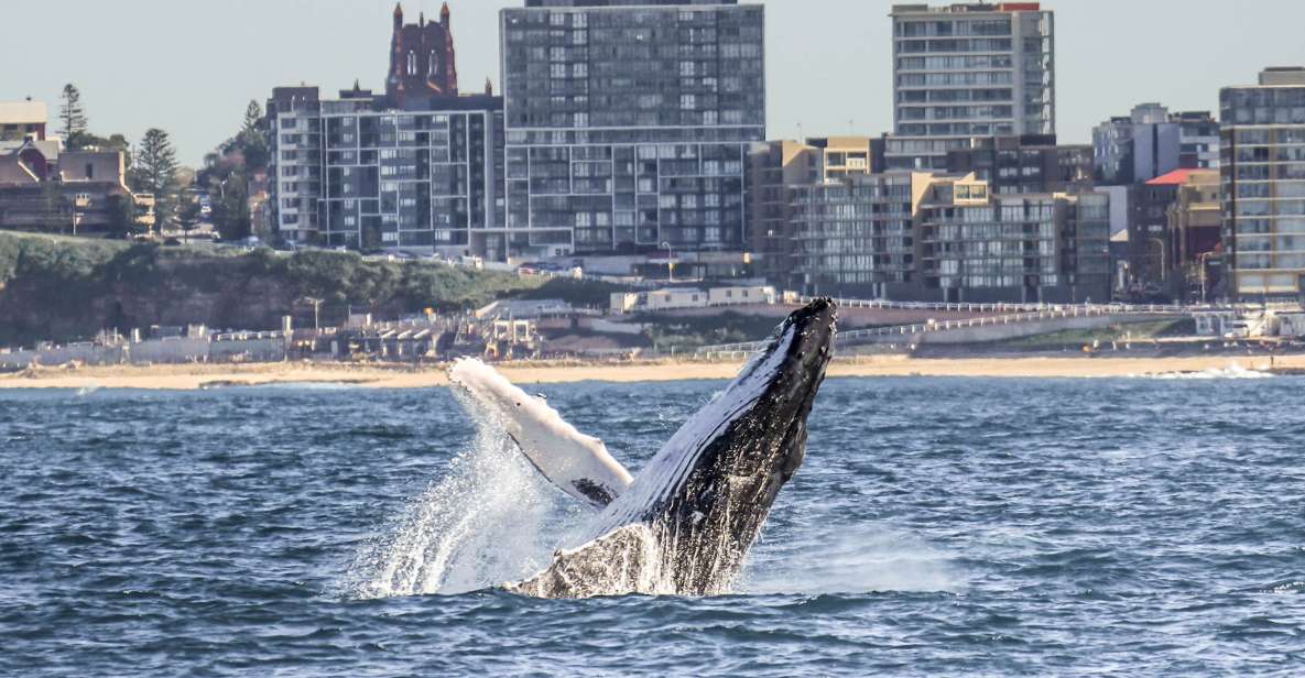 Newcastle: Humpback Whale Watching Cruise and Harbor Tour - Itinerary