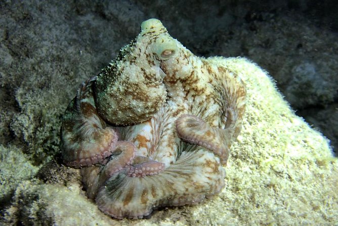 Night Snorkeling - Observation of Octopus and Other Species - Additional Information