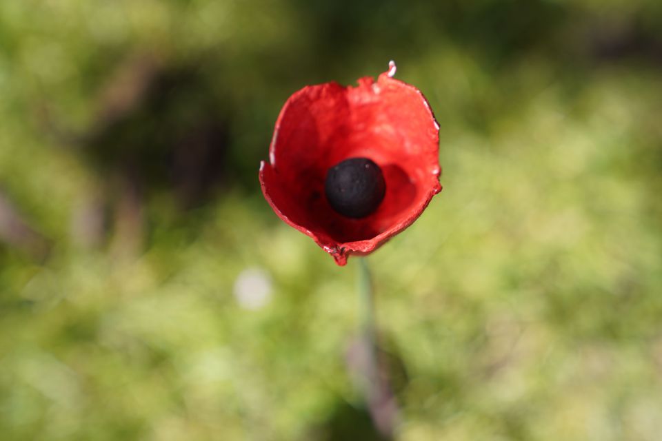 Normandy D-Day Beaches Private Canadian Sector From Caen - Tour Highlights