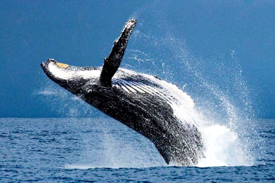 Oahu: Honolulu Whale Watching Cruise - Whale Watching Experience