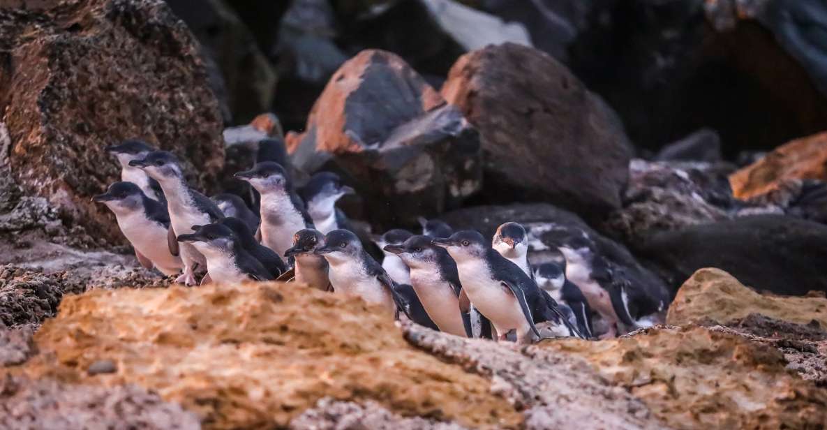 Oamaru: Blue Penguin Colony Evening Viewing Ticket - Booking Details