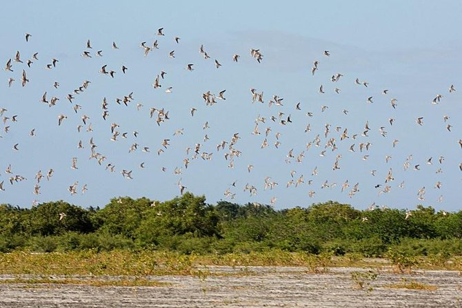 Olango Island Bird Watching and Snorkeling Day Trip From Cebu - Bird Watching on Olango Island