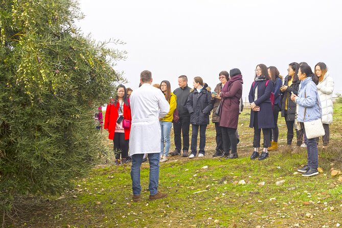 Olive Oil Mill Visit With Extra-Virgin Olive Oil Tasting in Jaén - Olive Oil Production Process