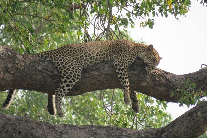 Open Vehical Safari in Kruger National Park Half Day - Traveler Reviews and Ratings
