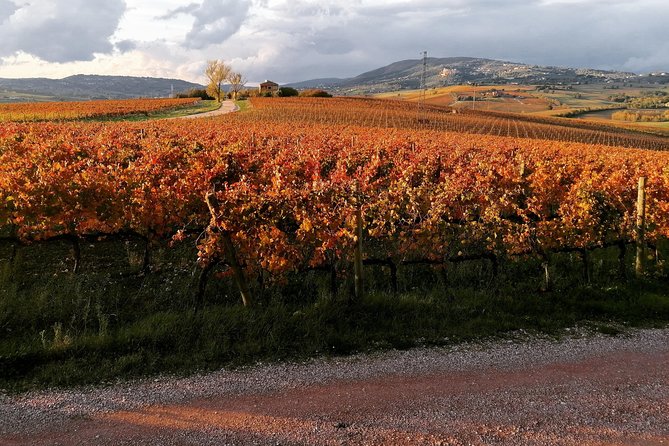 Organic Winery Tour With Full Lunch From Assisi - Pricing Information