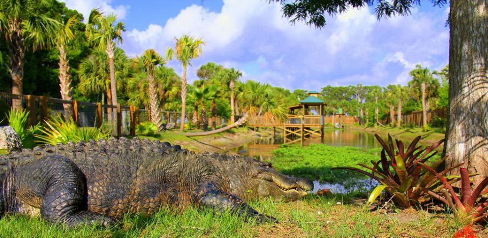 Orlando: Wild Florida Park, Gator Show & Animal Encounters - Animal Encounters Experience