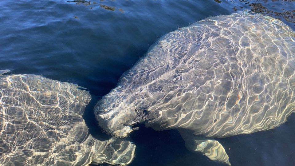 Osprey: Guided Dolphin and Manatee SUP or Kayaking Tour - Full Description