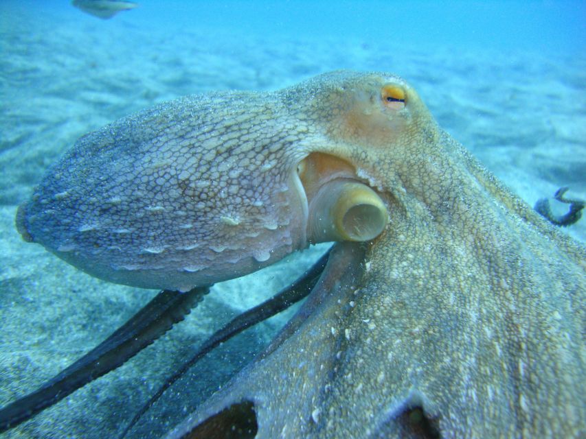 PADI OpenWaterDiving Course in Costa Adeje, Puerto Colon - Course Experience