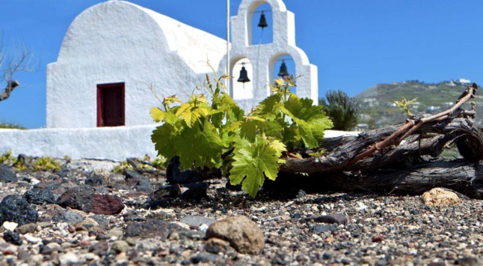 Paros Wine Tour and Tasting - Detailed Itinerary and Highlights