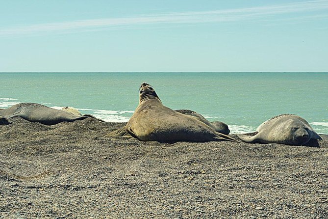 Patagonia Ranch and El Pedral Penguin Colony Tour From Puerto Madryn - Last Words