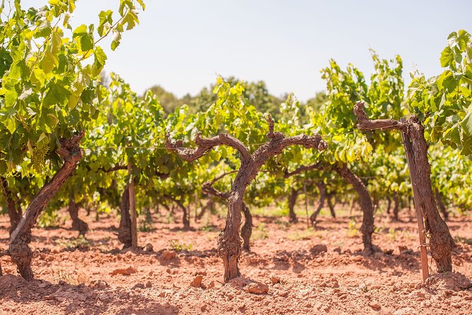 Penedès, Cava & Wine Private Tour From Barcelona - Contact Information