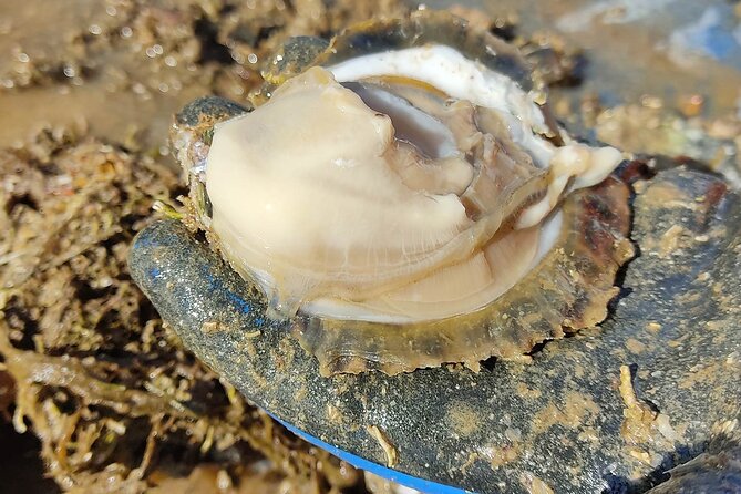 Perfect Private Oyster and Wine Tasting With Boat Ride - Wine Tasting Pairing