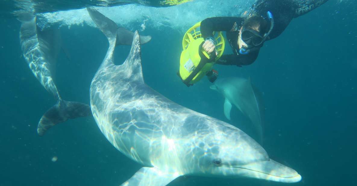 Perth: Swim With Wild Dolphins Tour - Swimming Experience