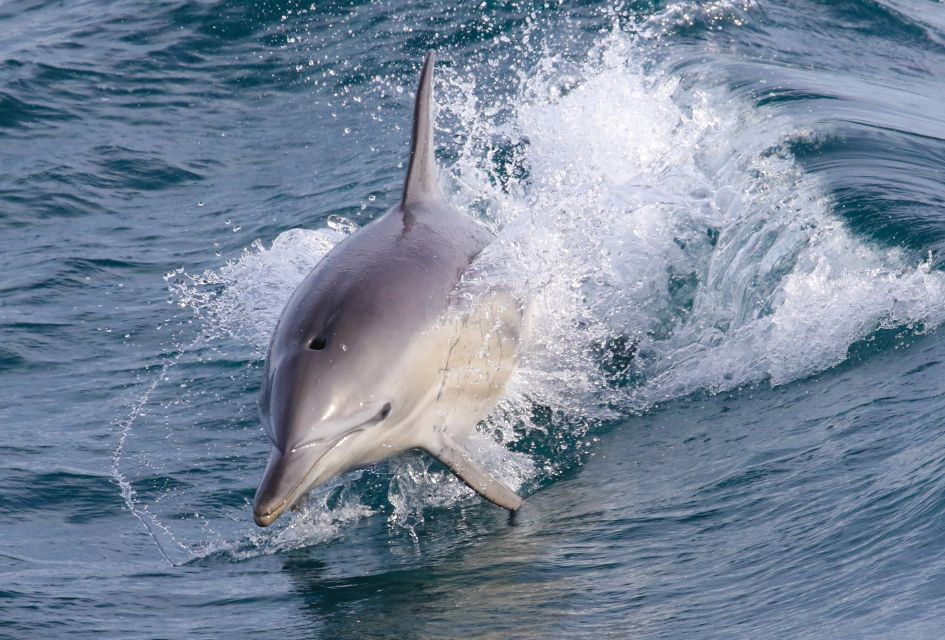 Philip Island: Dolphin and Whale Cruise - Cancellation Policy and Accessibility