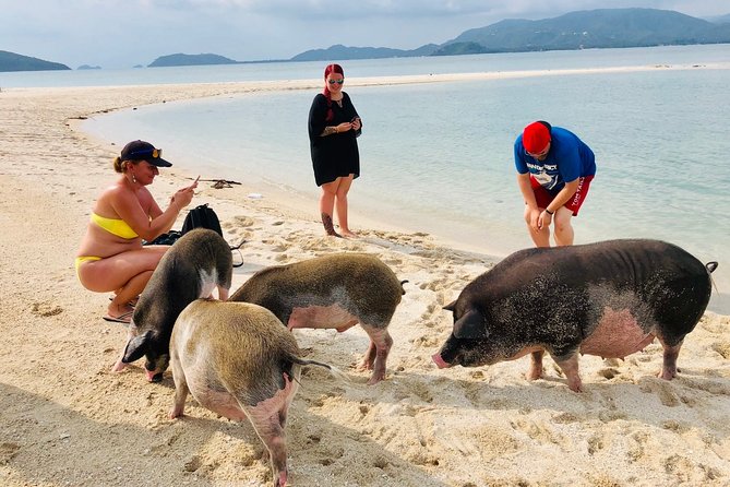 Pig Island Private Beach Full Day From Koh Samui - Thai Version of the Bahamas - Important Considerations