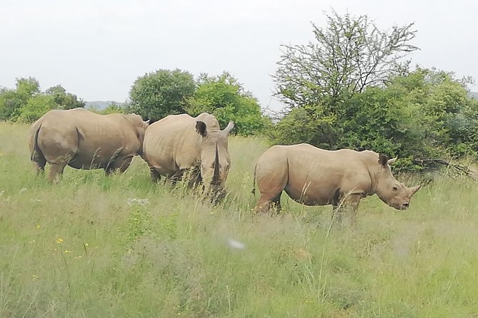 Pilanesberg National Park 3-Day Safari With Accommodation  - Johannesburg - Copyright and Terms