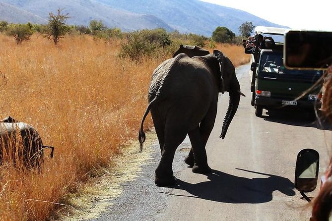 Pilanesberg National Park Full Day Safari From Johannesburg - Photo Opportunities