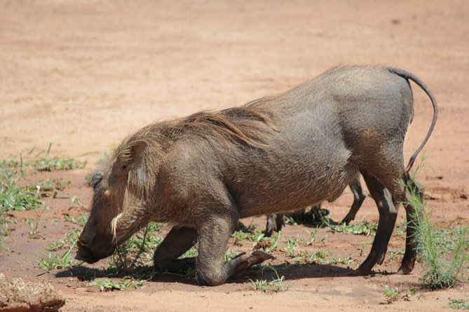 Pilanesberg National Park Full-Day Tour From Johannesburg - Booking Information