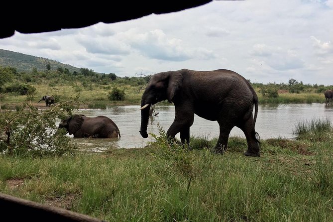 Pilanesberg National Park One-Day Safari From Johannesburg - Visual Content Showcase