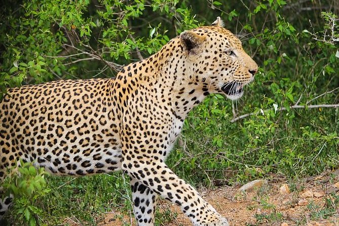 Pilanesberg National Park Private Day Safari From Johannesburg - Meeting and Pickup Details