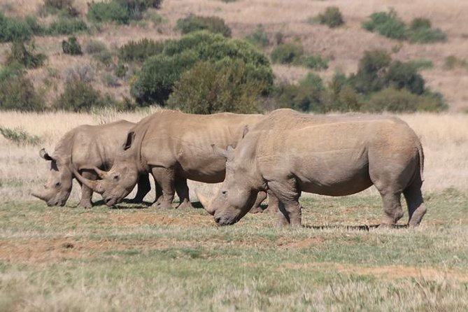 Pilanesberg Nature Reserve - Inclusions in Tour Package