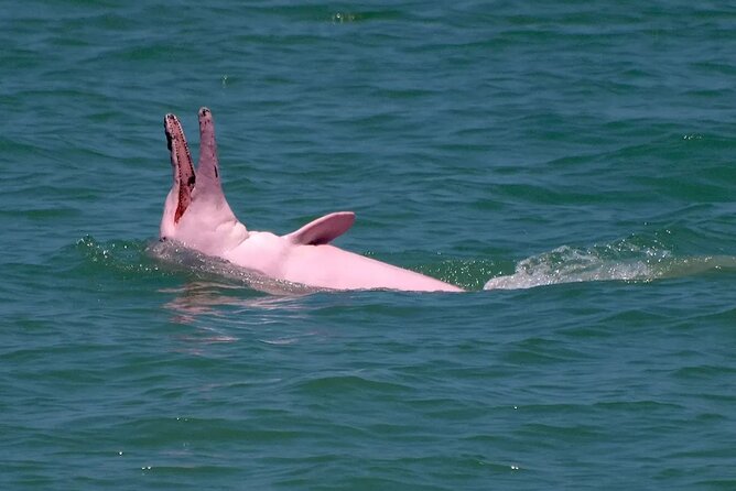 Pink Dolphin Spotting Tour by Speedboat From Koh Samui - What to Bring